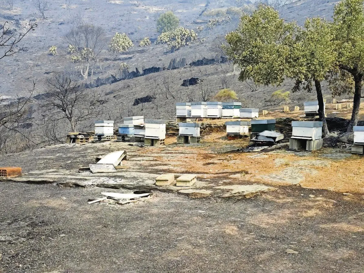 Há milhares de colmeias que não arderam, mas estão em terrenos destruídos pelo fogo. As abelhas ficaram sem alimento