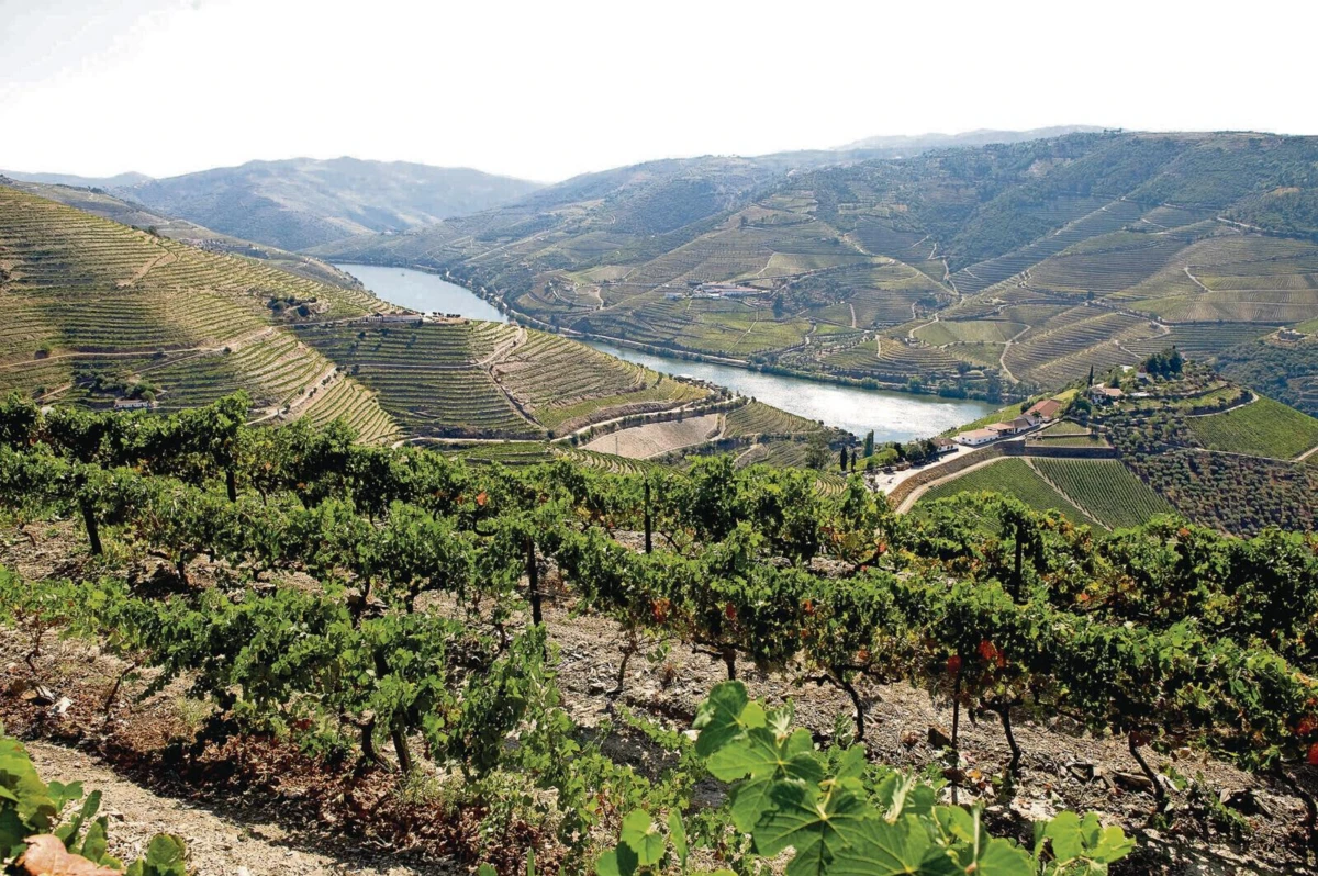 Produtores chegaram a acordo sobre quantidade de mosto que cada produtor pode transformar em vinho do Porto