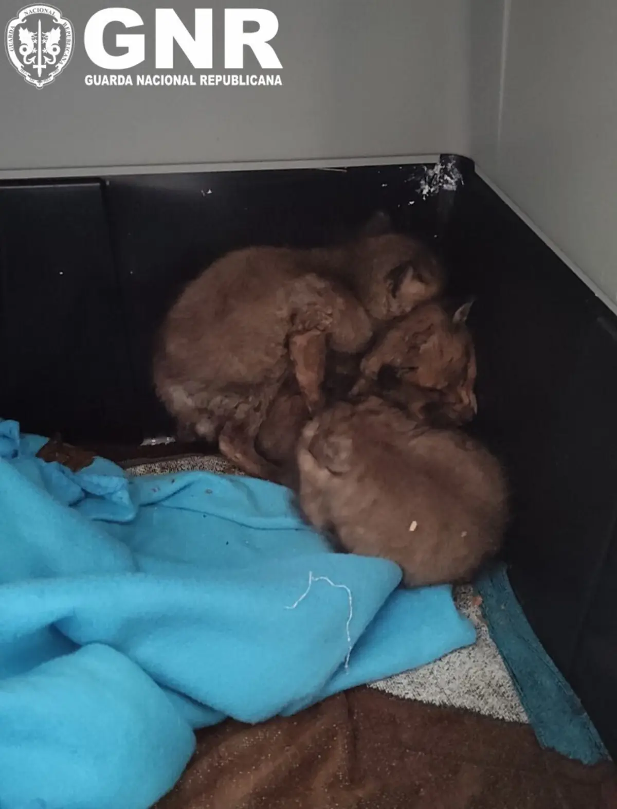 Militares do SEPNA recuperaram três crias de raposa