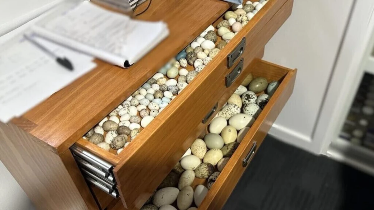 Todos os ovos foram encontrados vazios, apenas têm valor ornamental