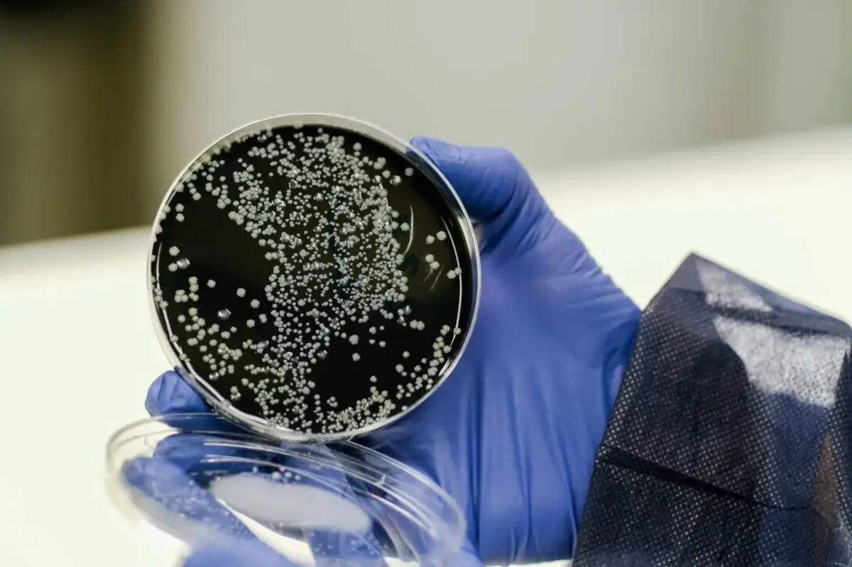 Imagem de contexto do artigo Detetada legionela nos balneários de escola secundária em Lisboa