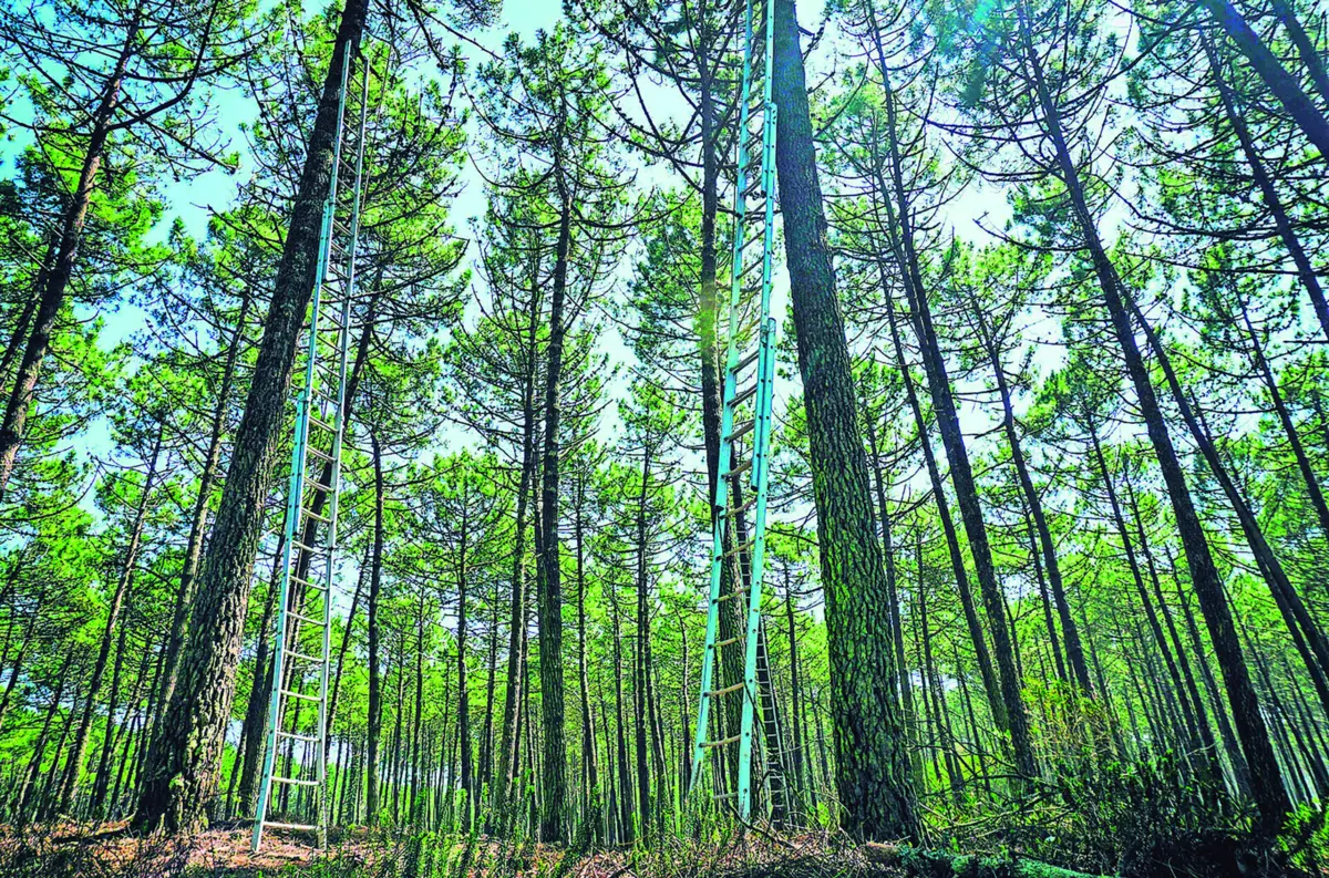 Projetos visam aumentar proteção da floresta contra incêndios