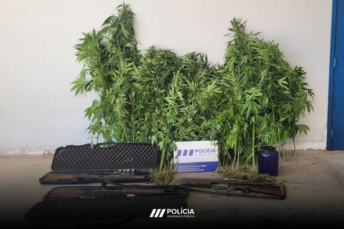 Polícia apreendeu canábis e armas, em Leiria