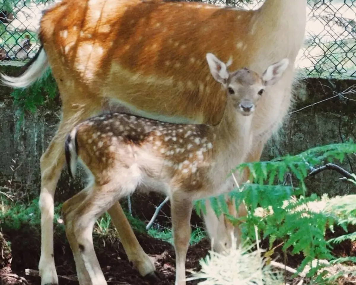Animal é semelhante a um veado