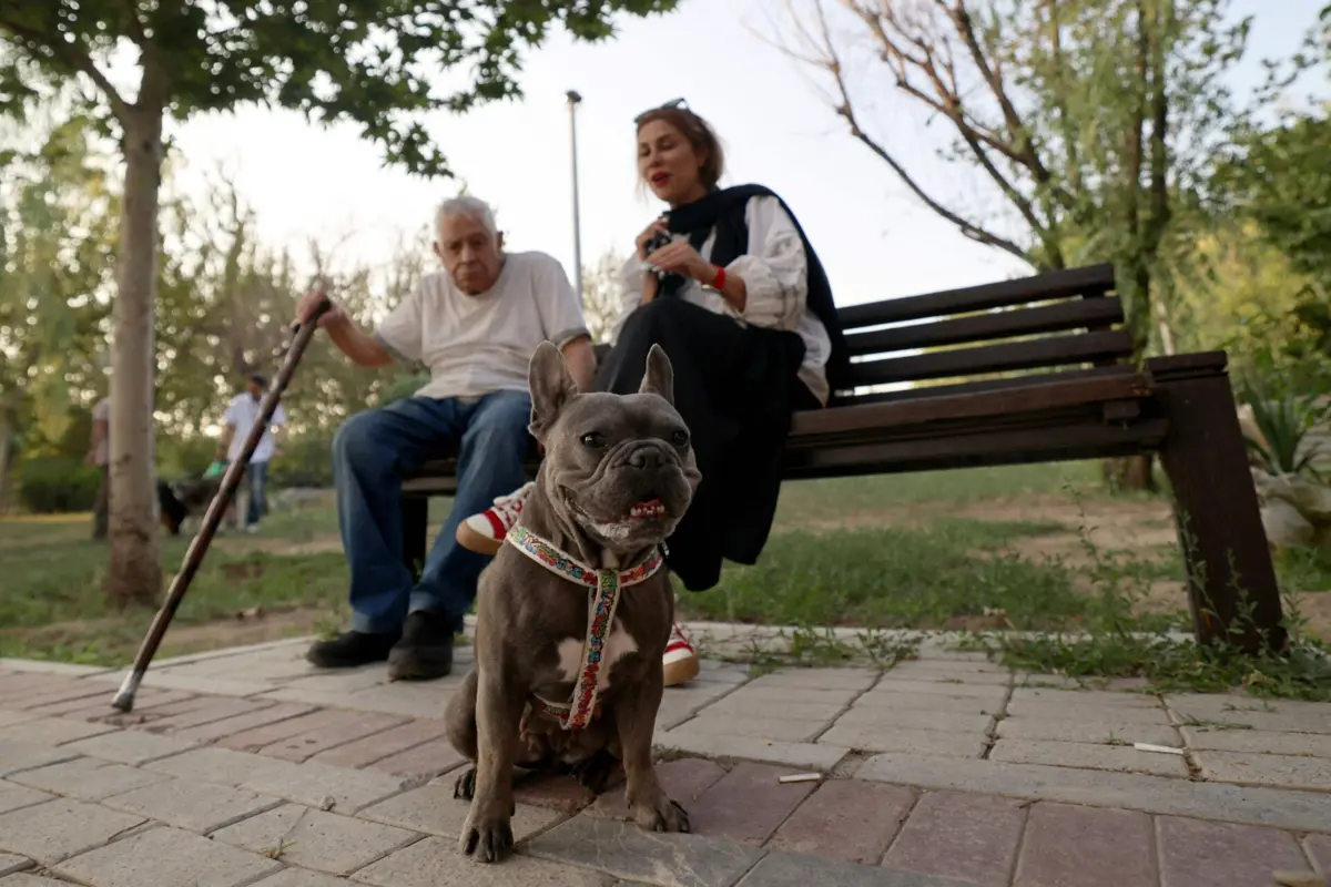 Não existe nenhuma lei que proíba totalmente ter cães como animais de estimação