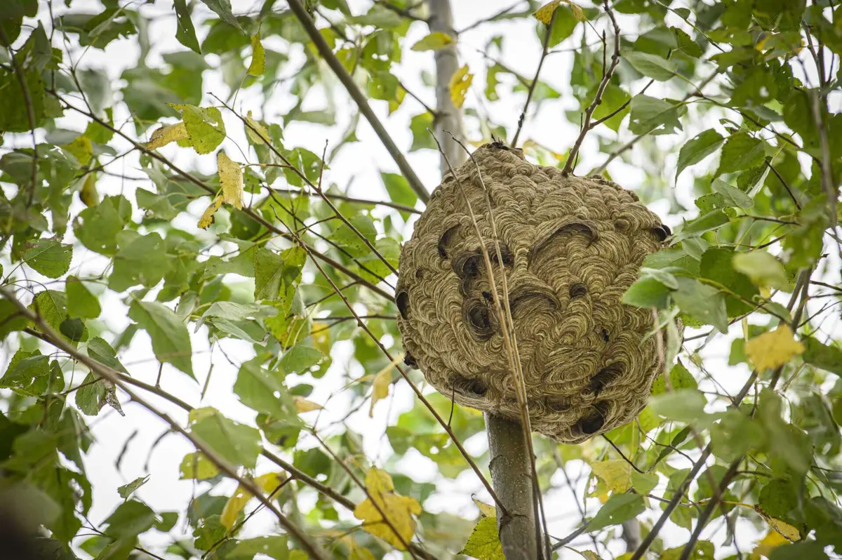 O município de Esposende apela para que, sempre que seja detetado um ninho de vespa asiática, o comunique à Câmara