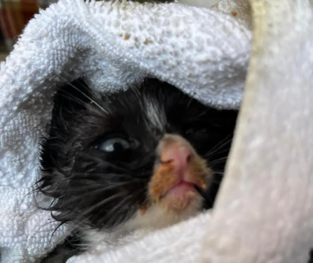 A ações de resgate de animais domésticos, levadas a cabo pela corporação bracarense, são executadas com alguma frequência