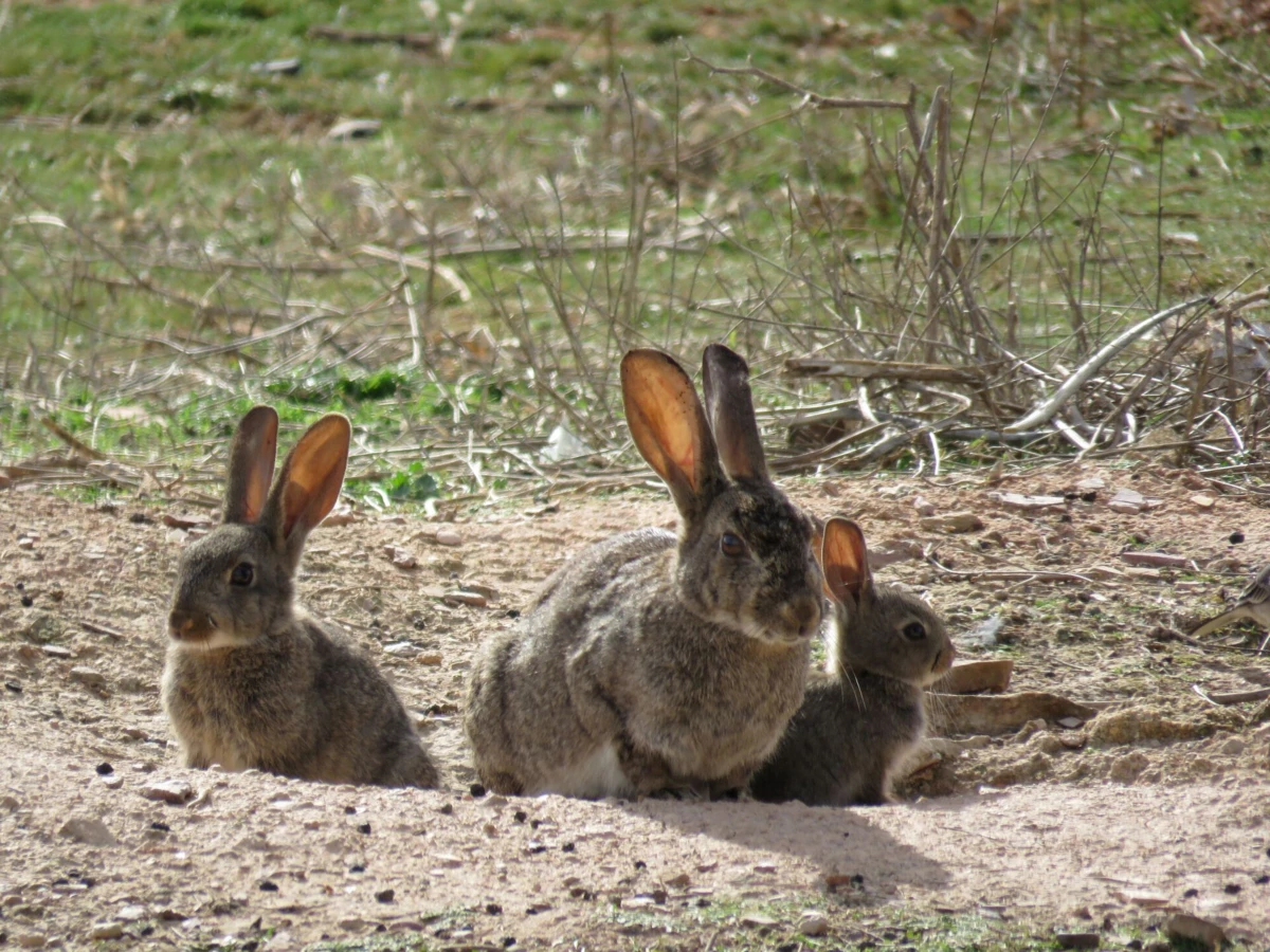 Coelho-bravo está em declínio na natureza