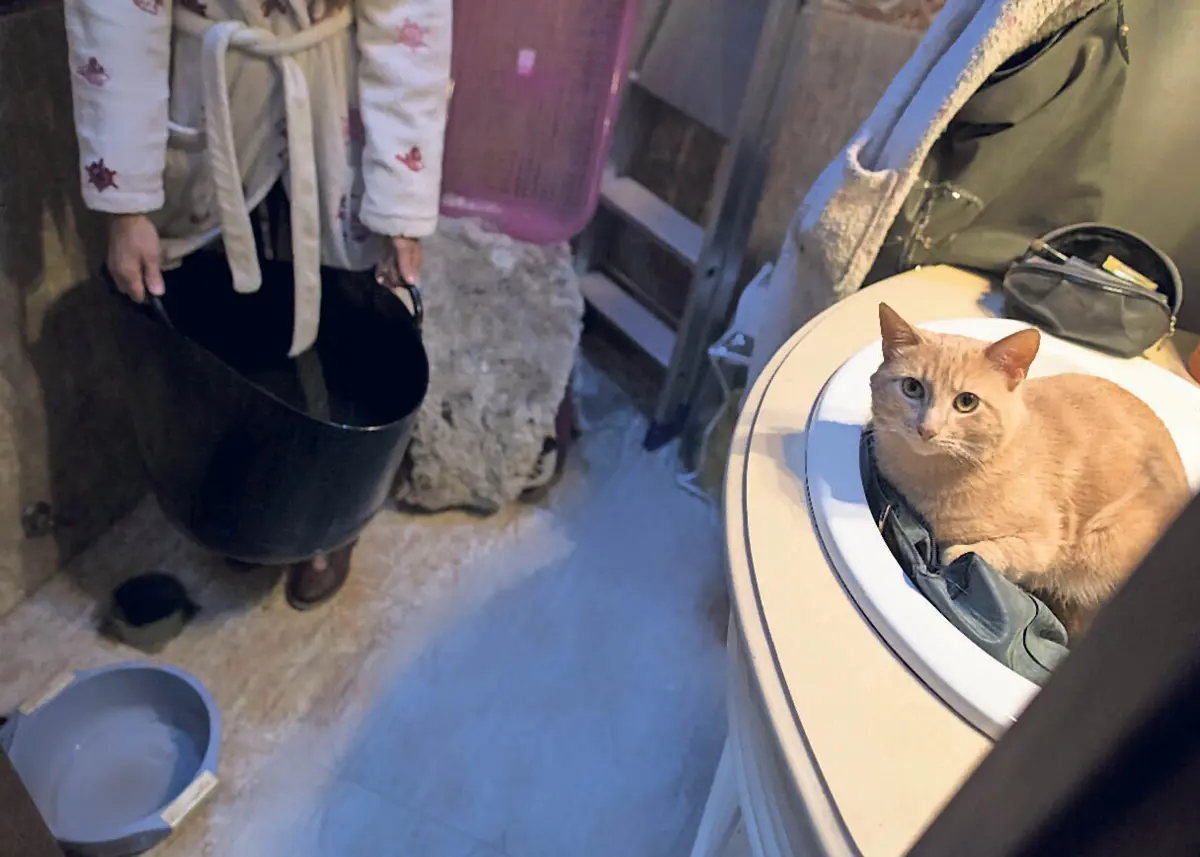 Associação Animalife recorre a voluntários para o acolhimento temporário de animais