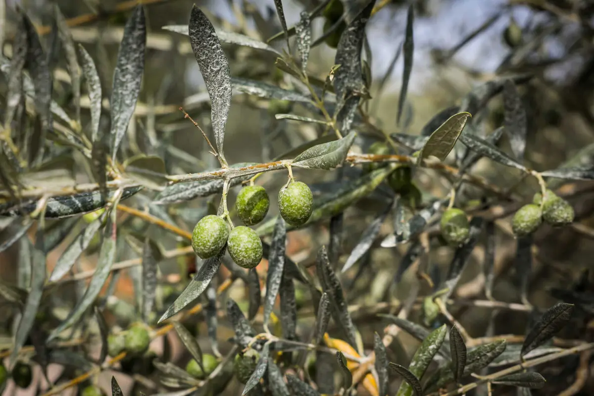No final de agosto, o preço de uma garrafa de 0,75 litros era de 8,71 euros
