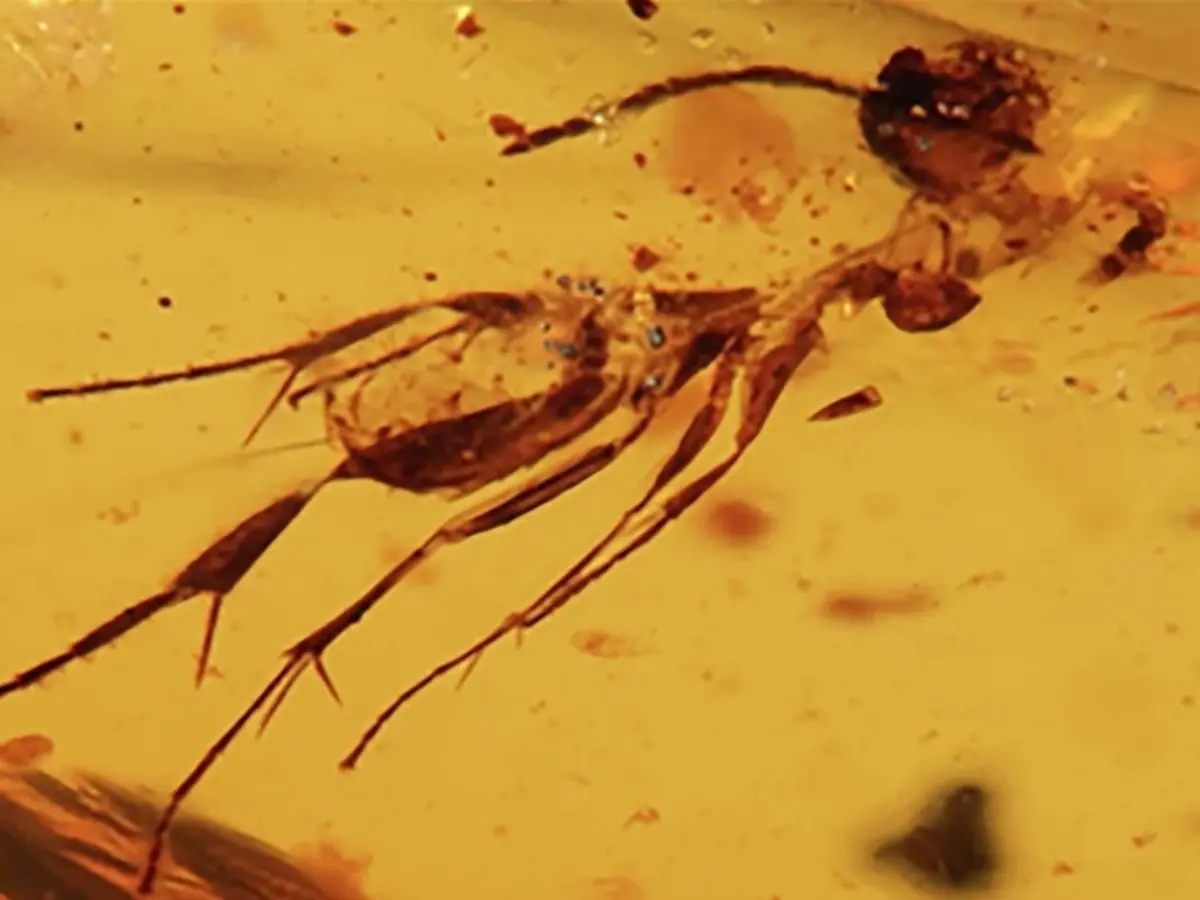 Imagem de contexto do artigo Cientistas descobrem insetos preservados em âmbar com 112 milhões de anos