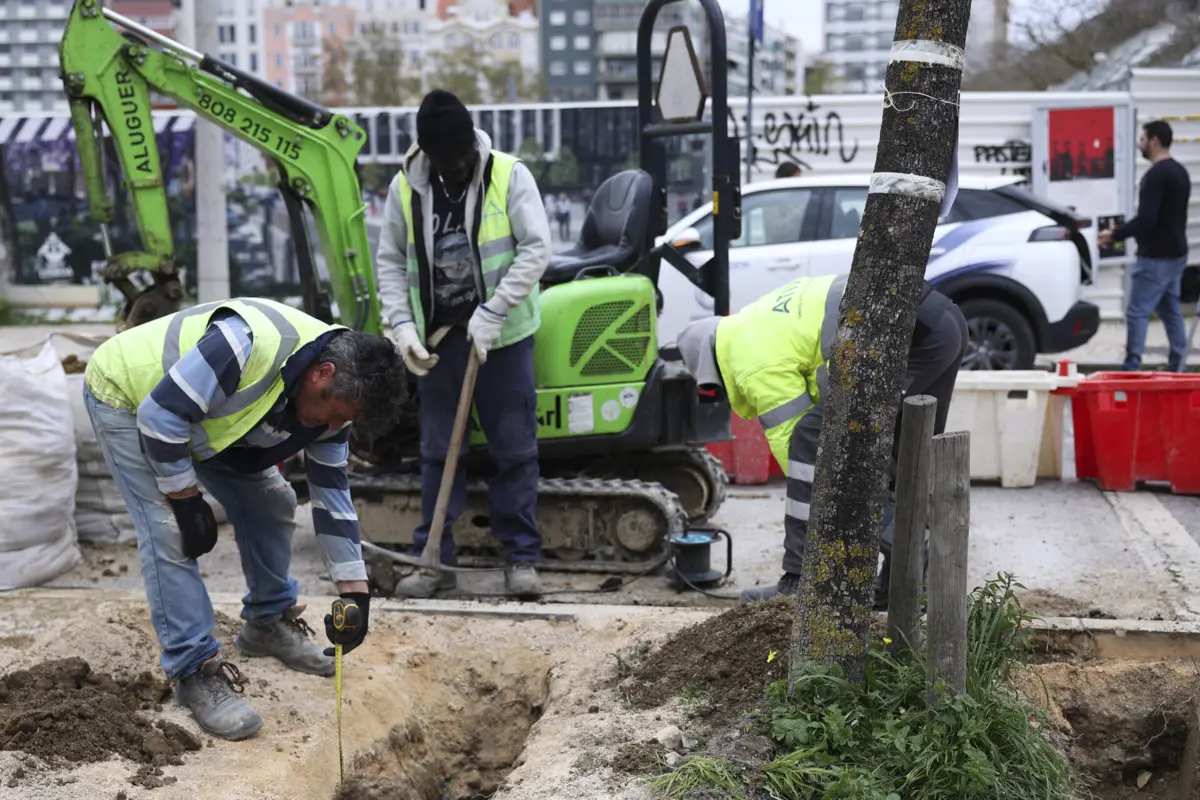 Câmara Municipal de Lisboa está a proceder aos trabalhos de transplante de 20 jacarandás na Avenida 5 de Outubro