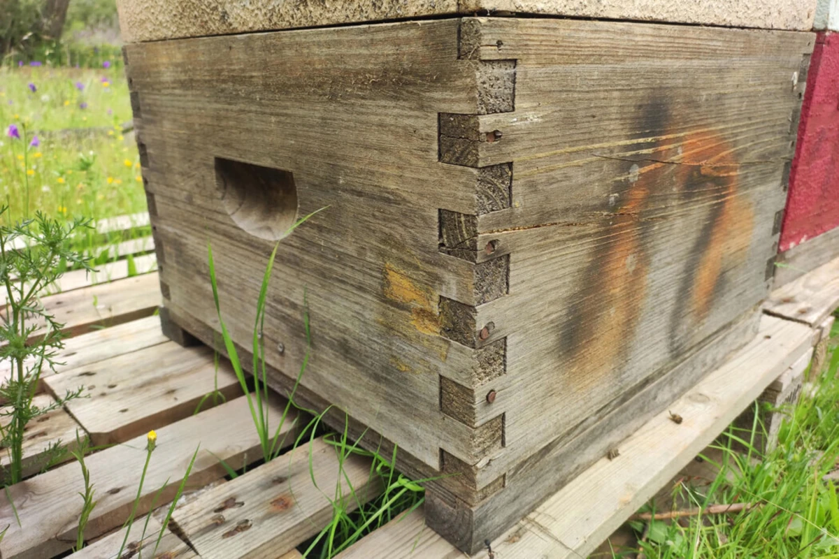 GNR desmantela rede que furtou centenas de colmeias no concelho de Odemira