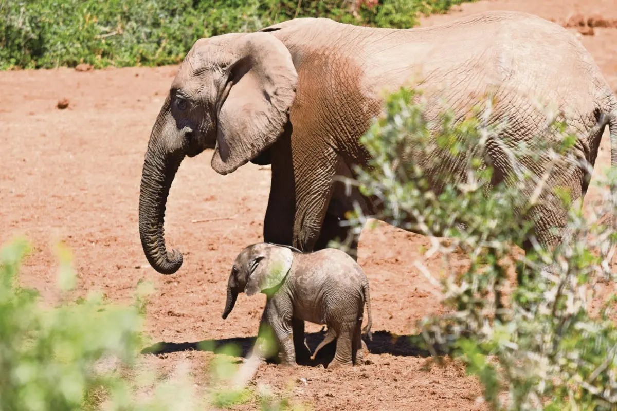 Mães elefantes têm uma gravidez de 22 meses