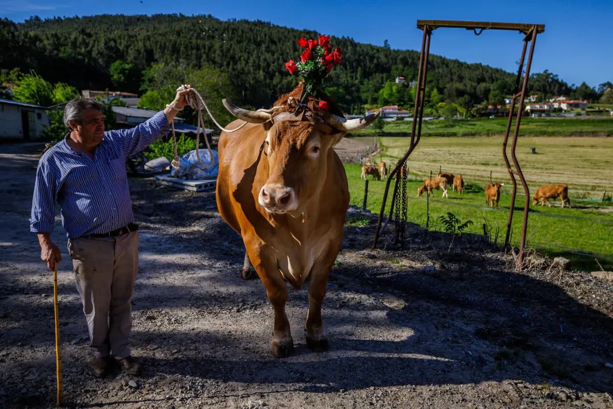 Zeus, um boi castrado, com cinco anos e dois mil quilos, é considerado o melhor exemplar da raça