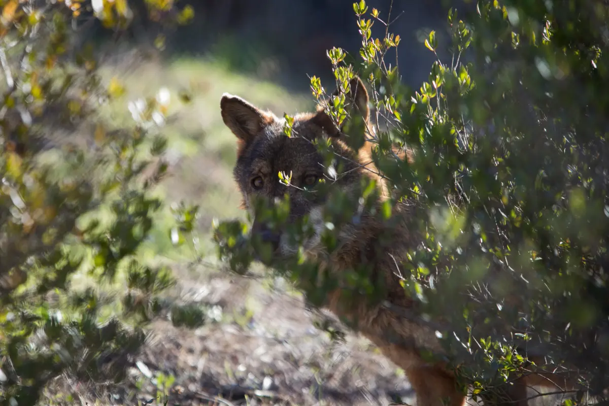 A ministra do Ambiente admitiu que o lobo-ibérico está em declínio no nosso país