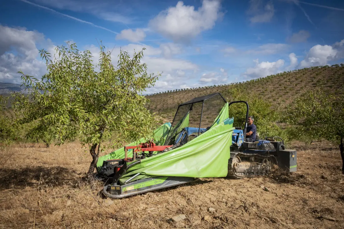 Na região transmontana existem cerca de 15 mil explorações de amendoal
