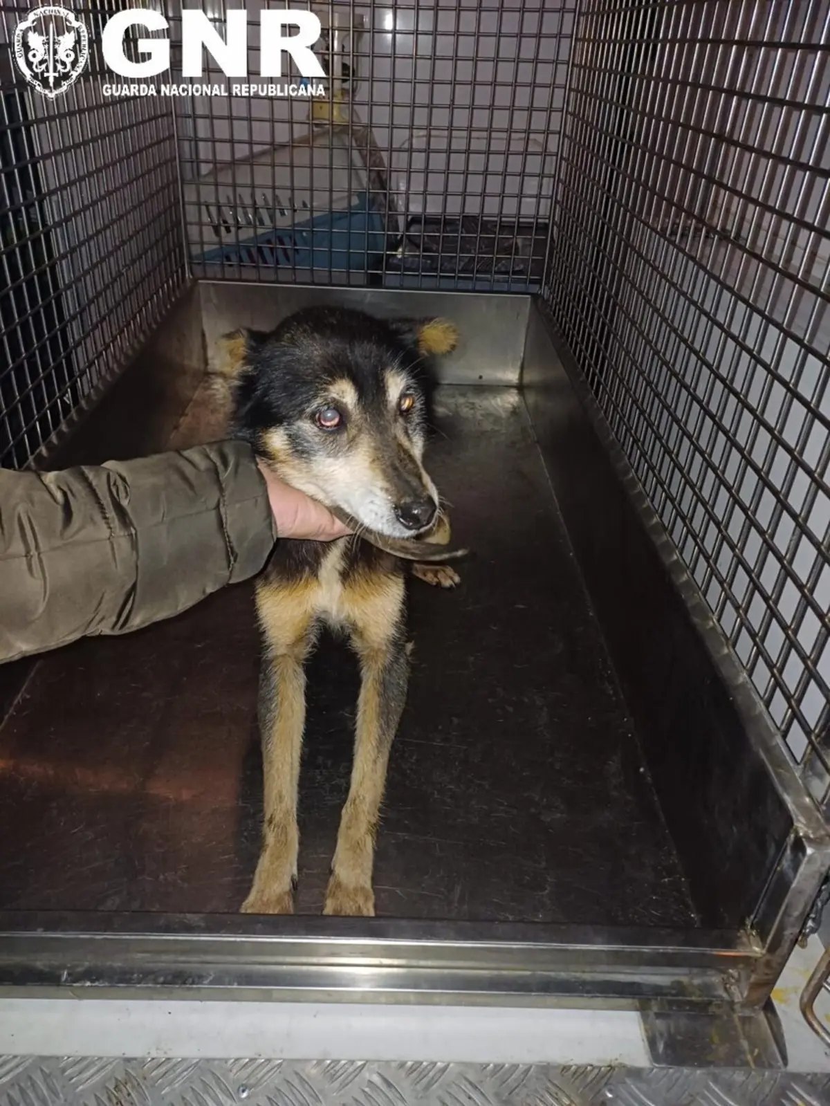 Cão resgatado estava bastante débil