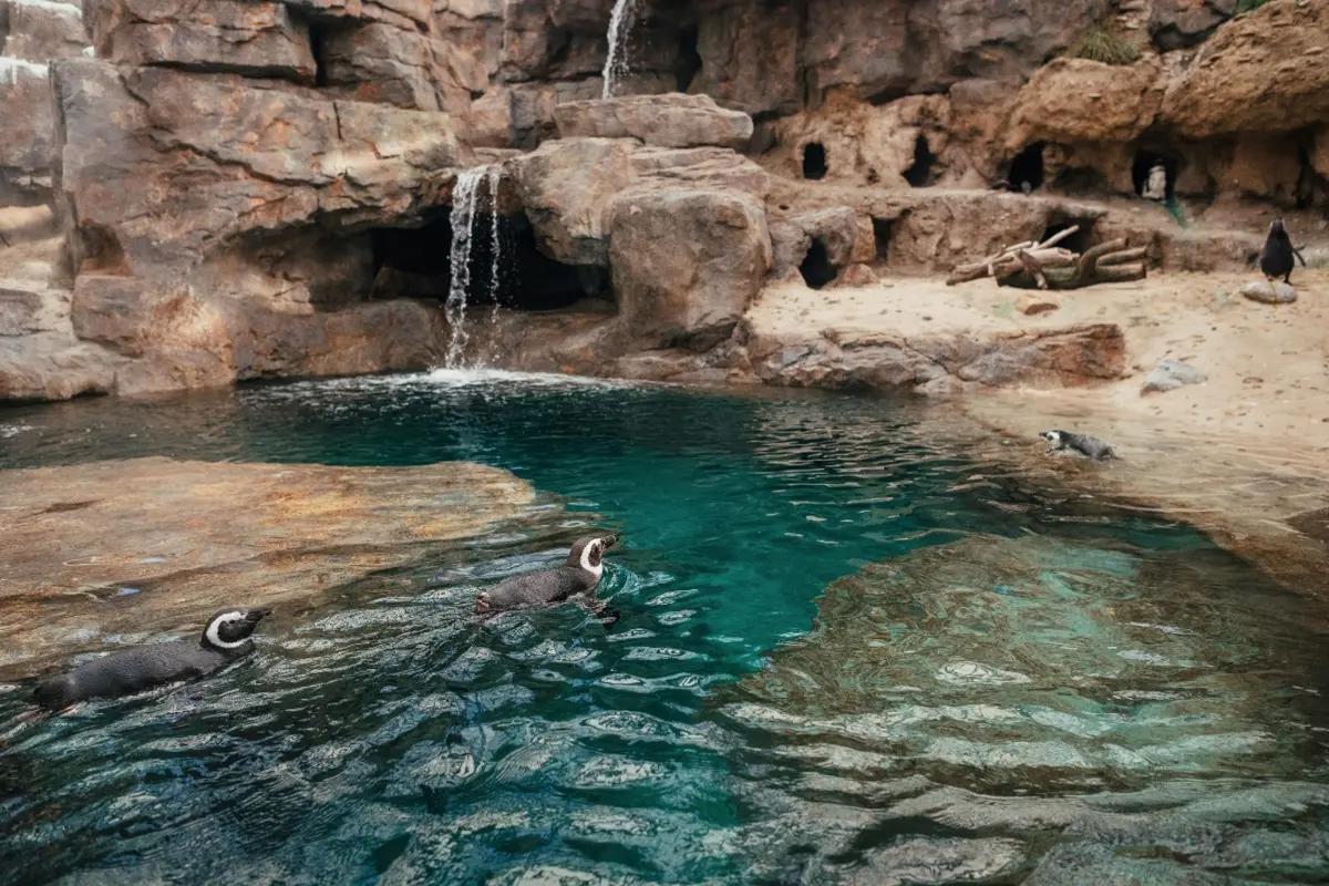 Imagem de contexto do artigo Oceanário de Lisboa reabre "casa" dos pinguins quase um ano depois