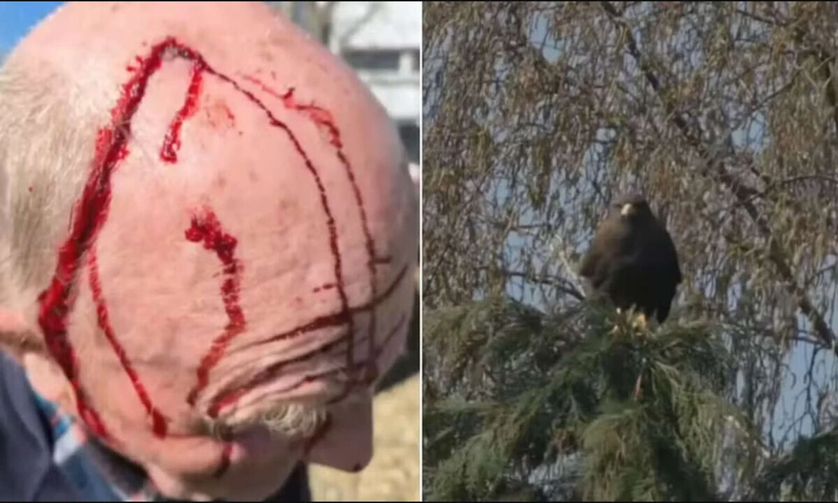 Imagem de contexto do artigo Capturado gavião que perseguia homens carecas em Inglaterra