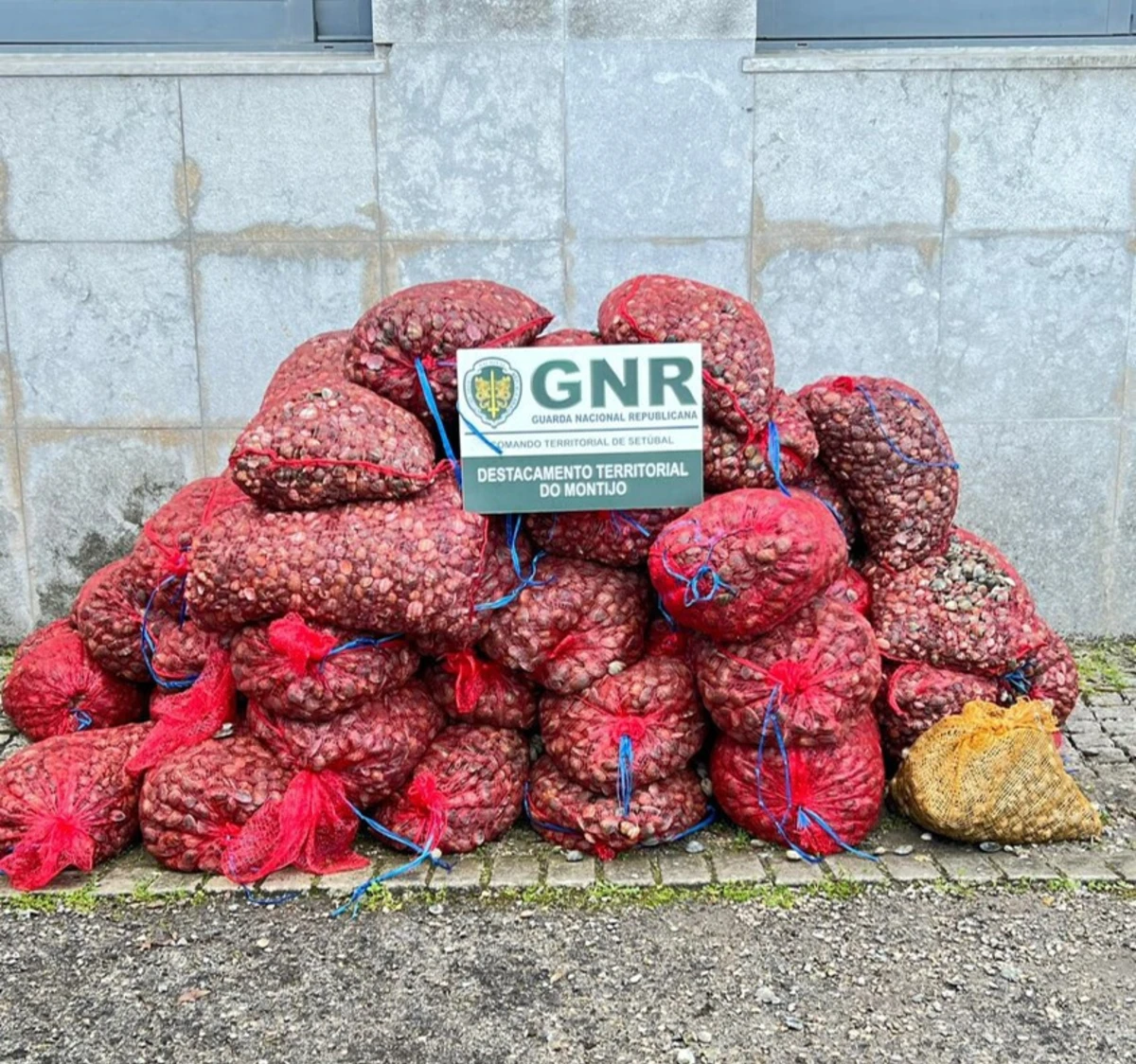 GNR apreendeu 1100 quilos de amêijoa