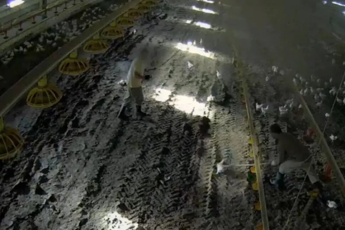 O grupo Lusiaves suspendeu quatro funcionários de uma exploração na Figueira da Foz