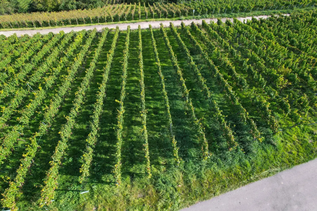 Imagem de contexto do artigo Comissão Europeia autoriza uso de glifosato por mais dez anos