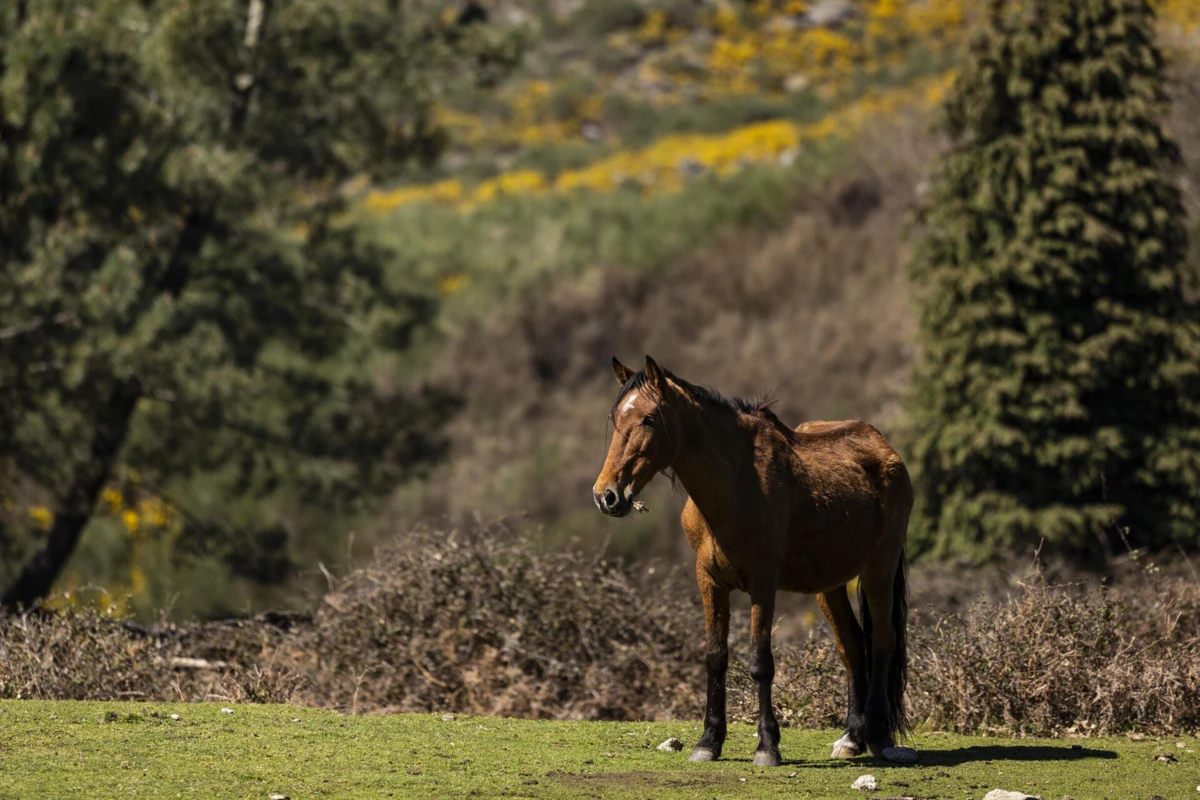 O pedido de indemnização foi julgado totalmente improcedente no tribunal de primeira instância