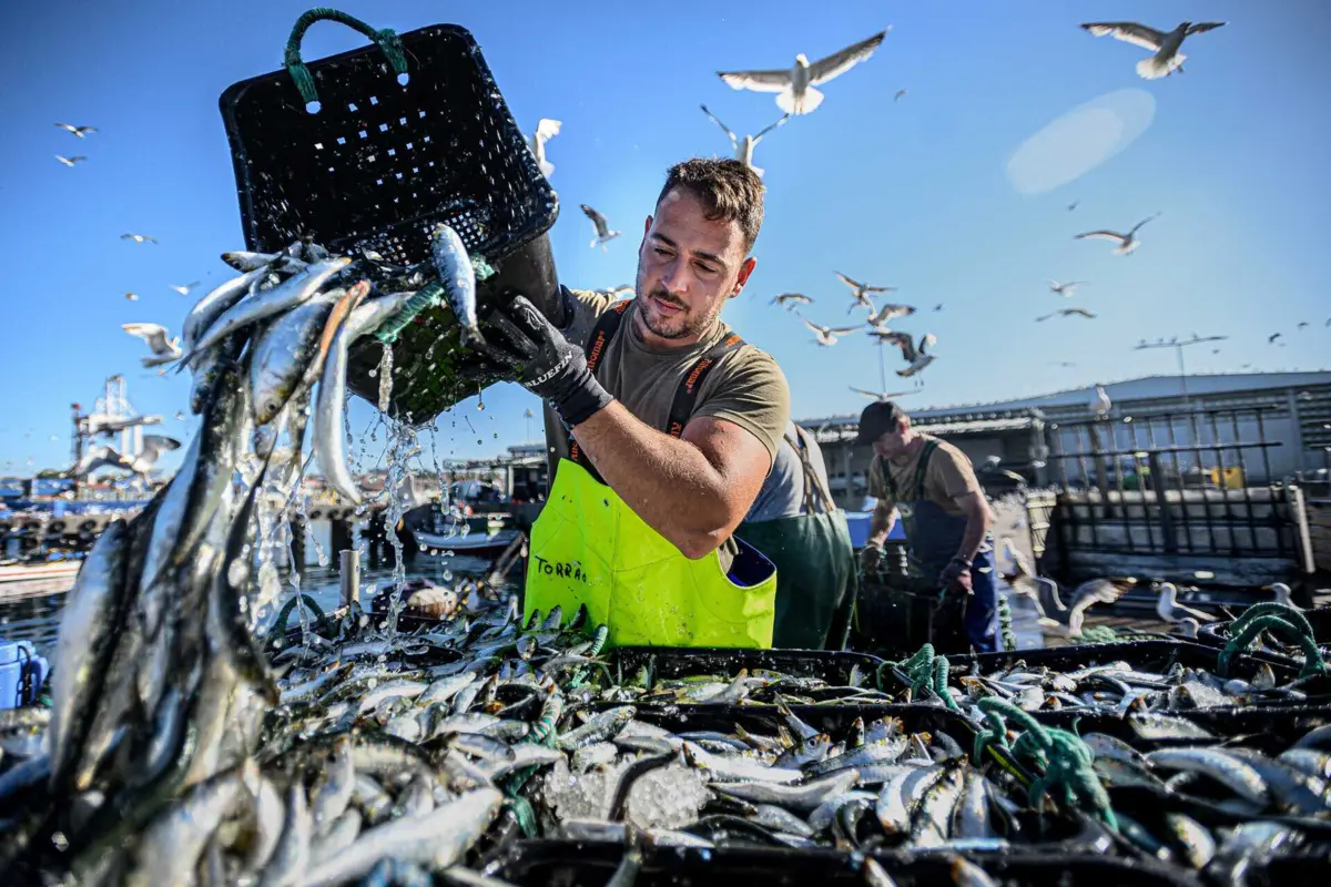 Parecer científico aponta para a existência de mais sardinha no mar este ano