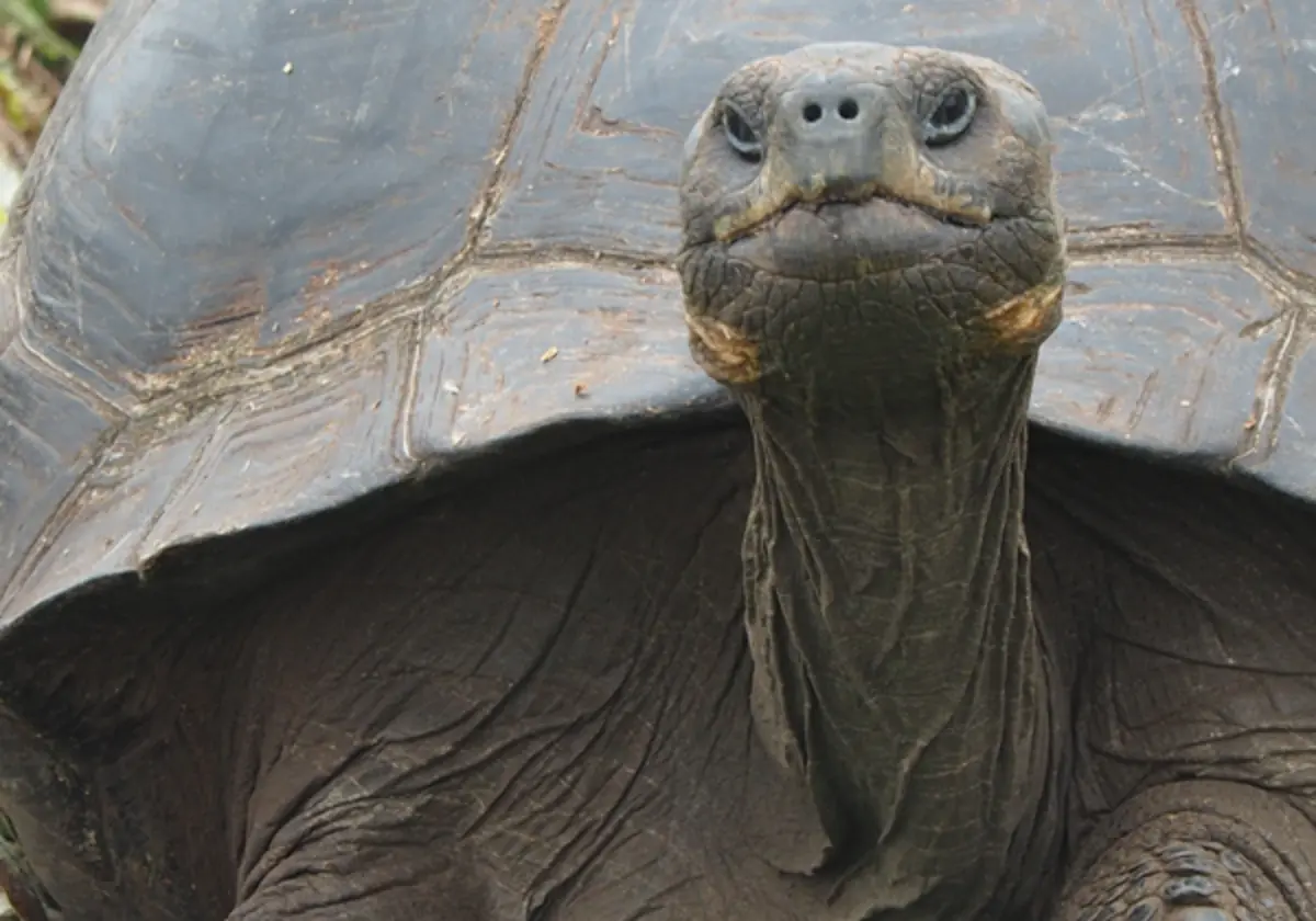 Imagem de contexto do artigo Estudo revela que tartarugas também têm sentimentos
