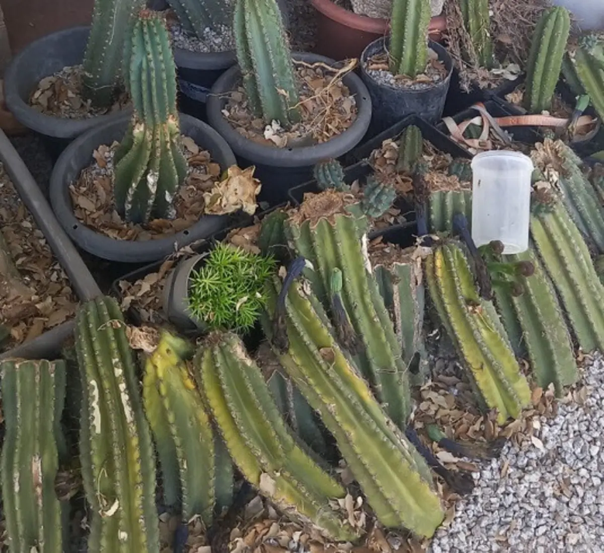 Grupo cultivava catos para extrair mescalina