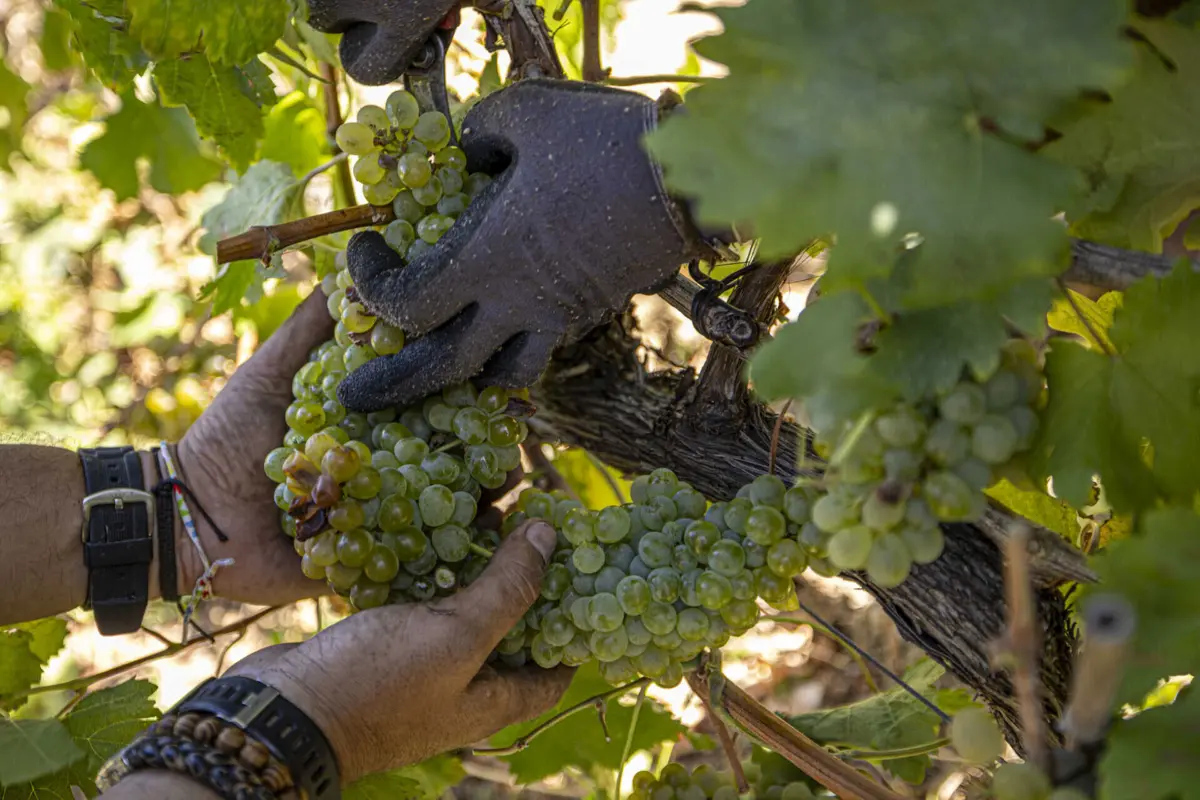 Imagem de contexto do artigo Governo cria linha de crédito de 100 milhões de euros para produtores vinícolas
