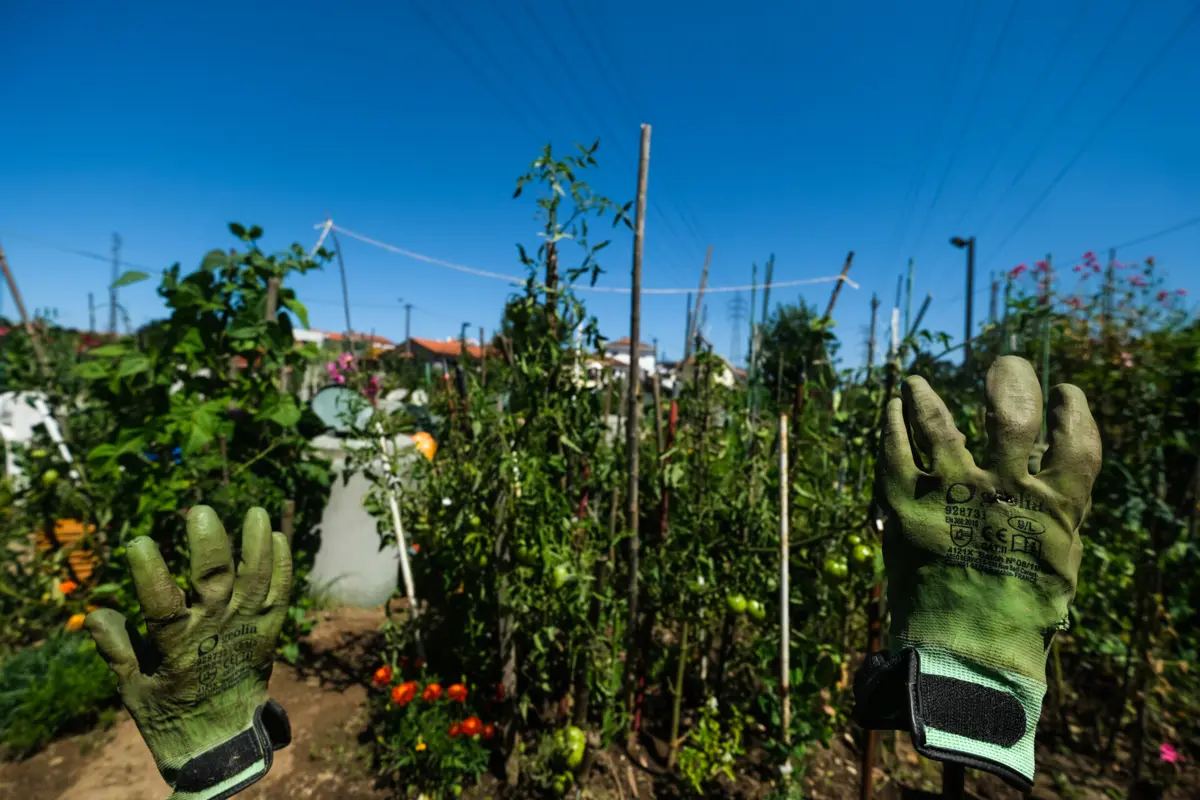 Projetos de hortas comunitárias trazem benefícios para a saúde mental, dizem os especialistas