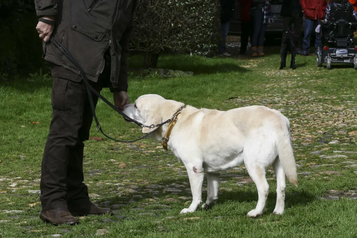 Estas descobertas podem ser importantes no futuro para o desenvolvimento de novos medicamentos de combate à obesidade