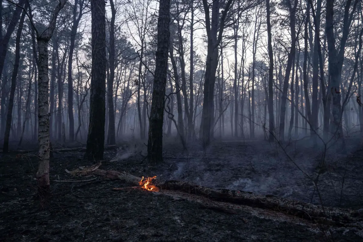Os incêndios foram alimentados por "condições extremas"