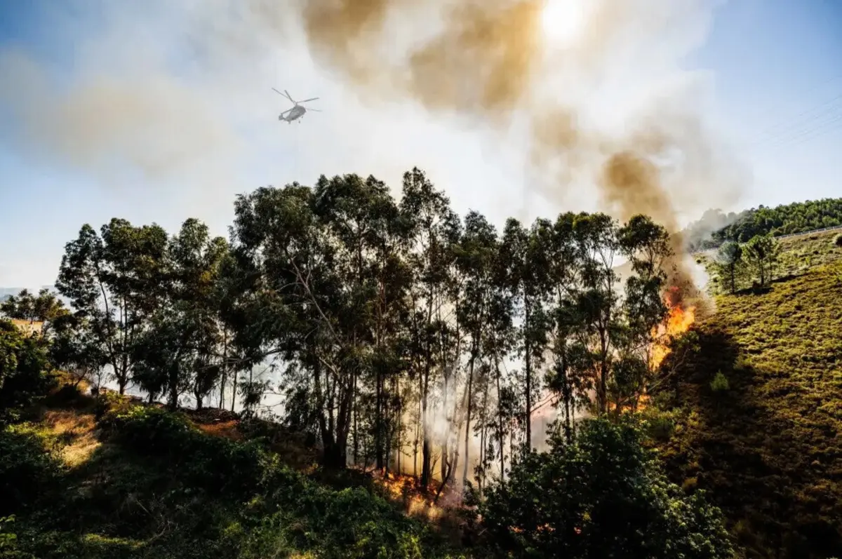 Os incêndios rurais registados em Odemira e Castelo Branco representam mais de metade do total de área ardida em Portugal em 2023