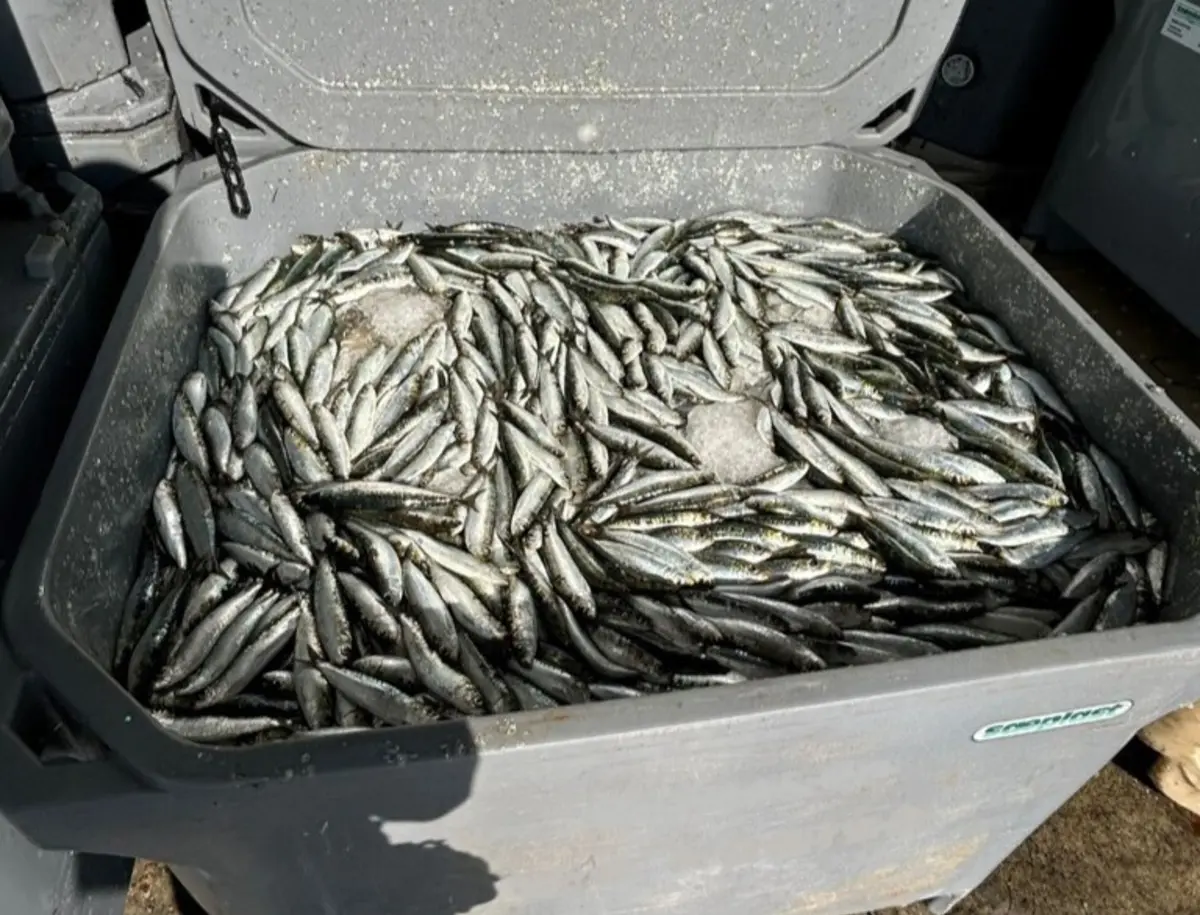 Imagem de contexto do artigo Cinco toneladas de sardinha foram apreendidas no porto de pesca de Sesimbra