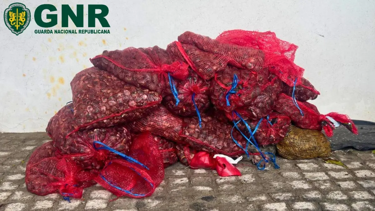 GNR apreendeu 160 quilos de amêijoa-japonesa
