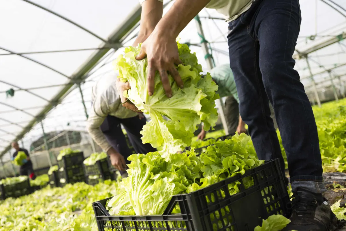 Presidente da Câmara lembra que a Póvoa tem “um setor hortícola fortíssimo”, com cerca de duas mil empresas