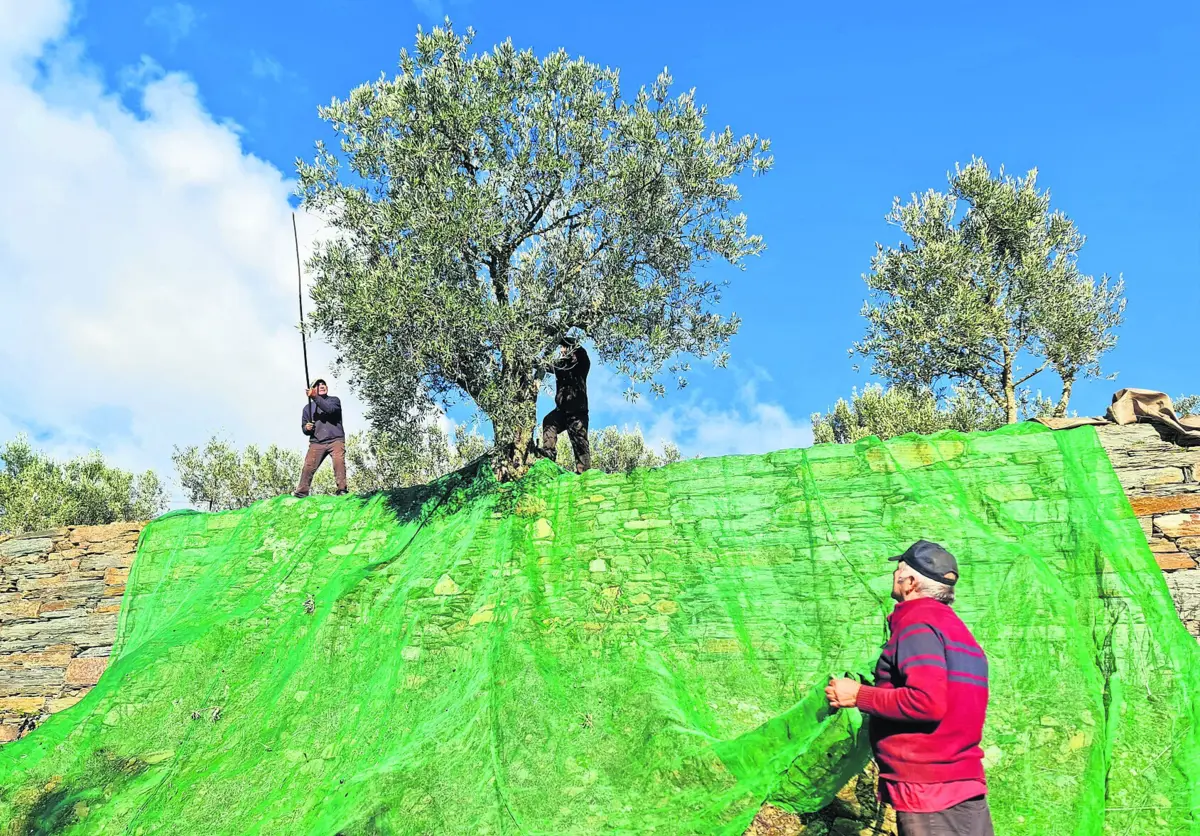 Francisco Silva, António Rocha e João Veiga, na apanha da azeitona num olival de Sabrosa, ontem de manhã
