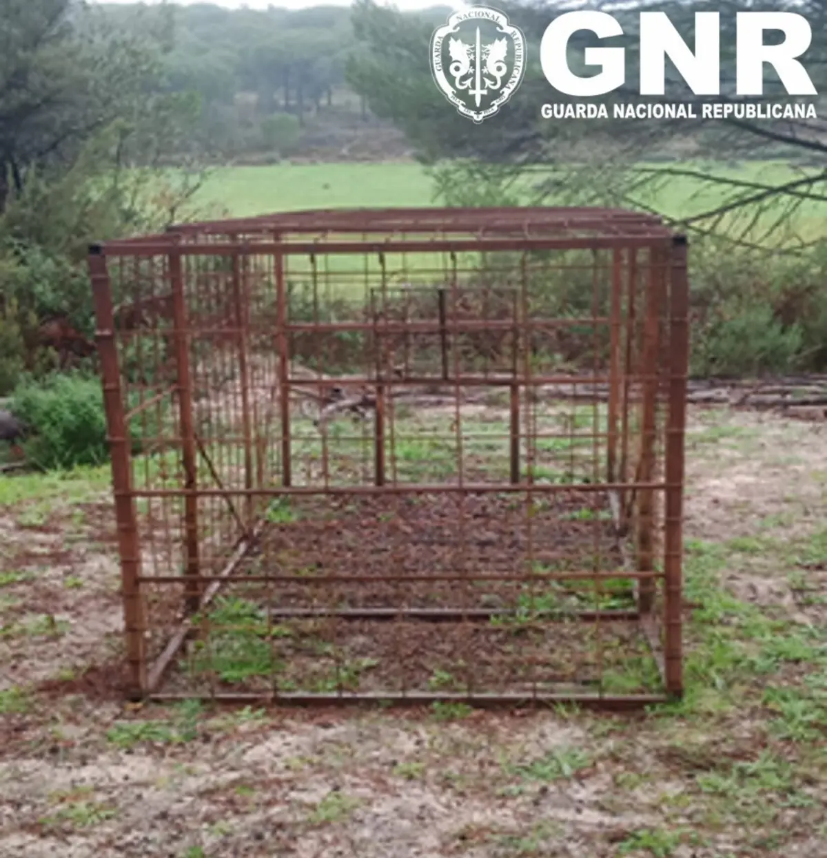 GNR apreendeu uma armadilha para javalis e um dispositivo de captação de imagens, identificando um homem