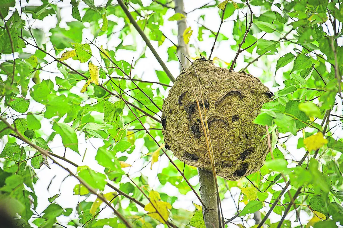 Erradicação total da vespa asiática será praticamente impossível