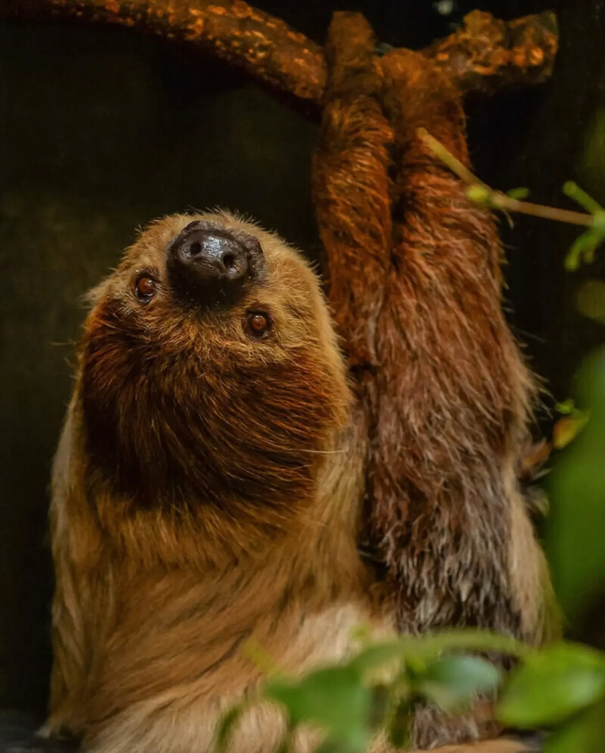 Imagem de contexto do artigo Preguiça faz cirurgia inédita para curar dor de dentes