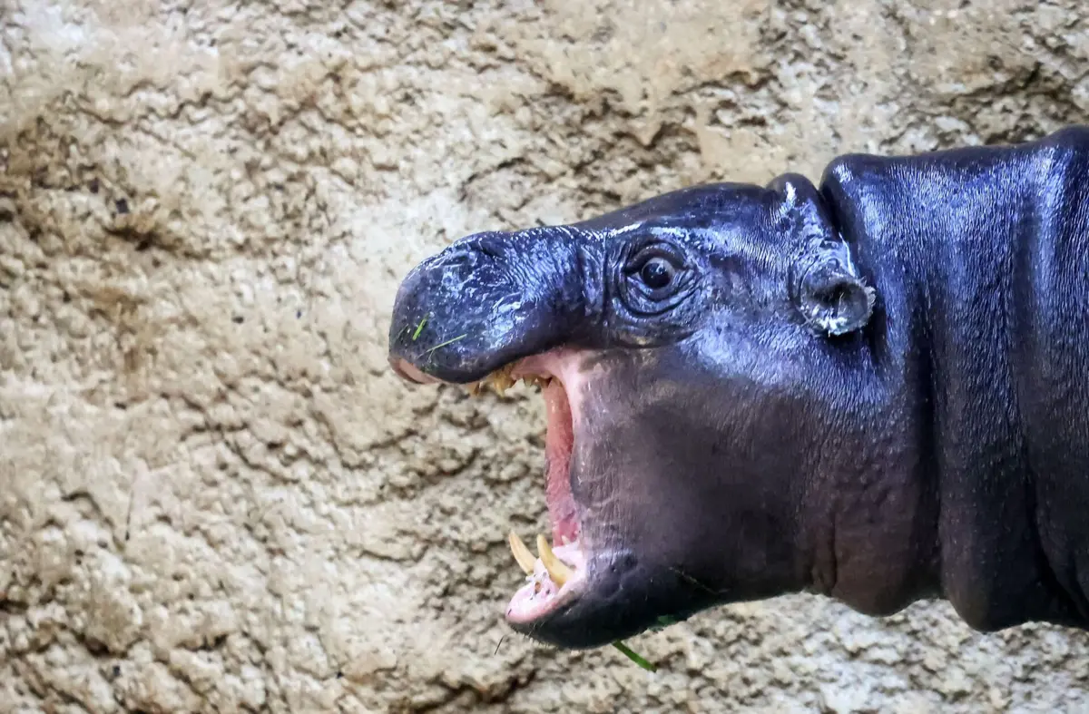 Imagem de contexto do artigo Onze desaparecidos na Costa do Marfim em naufrágio causado por hipopótamo