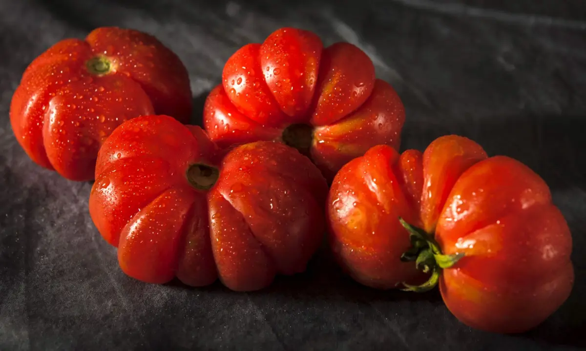 PortugaL produziu 1,7 milhões de toneladas de tomate em 2024