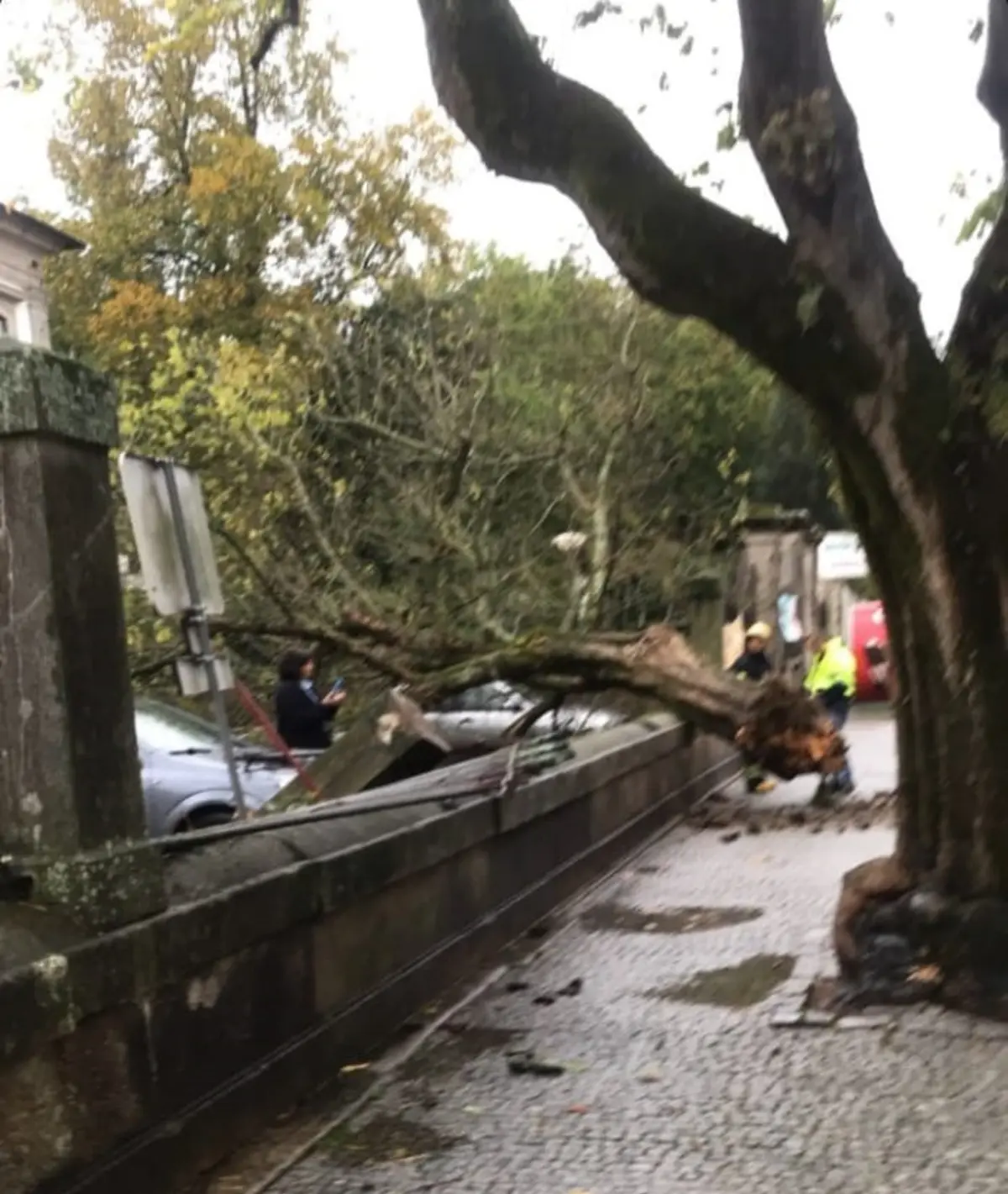 Imagem de contexto do artigo Árvore cai em cima de vedação do hospital de Barcelos