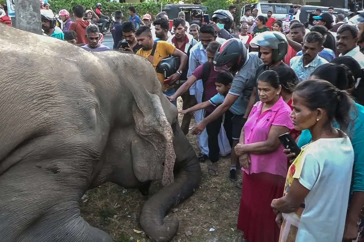 Imagem de contexto do artigo Três elefantes encontrados mortos no Sri Lanka após devolução de seis à natureza
