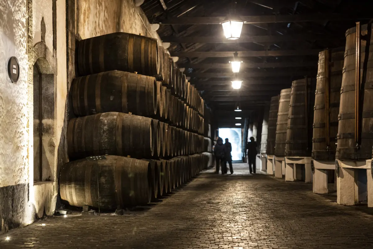 Colheita do ano passado correspondeu a 233 mil pipas