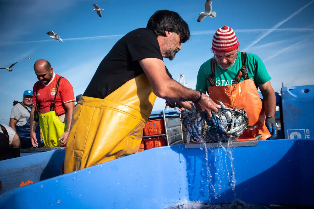Ontem de manhã, na lota, um quilo custava 53 cêntimos e, no mercado, quatro euros. No prato, por 12,5 euros, comia-se dez sardinhas