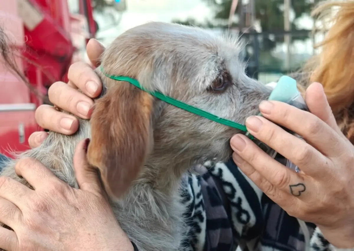 Imagem de contexto do artigo Dois cães e cinco gatos resgatados de oficina a arder na Moita